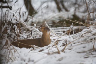 Muntjac deer (Muntiacus reevesi) adult animal in a snow covered woodland in winter, Suffolk,