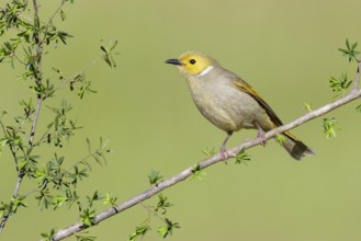 White-plumed Honeyeater (Ptilotula penicillata), Victoria, Australia