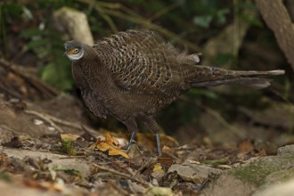 Grey Peacock-Pheasant (Polyplectron bicalcaratum) male, Mae Wong, Thailand