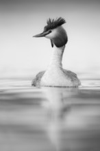 Great Crested Grebe (Podiceps cristatus), North Rhine-Westphalia, Germany