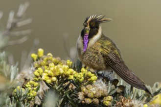Buffy Helmetcrest (Oxypogon stuebelii) perched on a branch in the Andes Mountains of Colombia