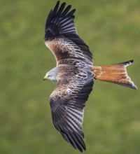 Red Kite (Milvus milvus) flying, Hesse, Germany
