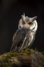 Southern White-faced Owl (Ptilopsis granti) captive, Germany