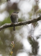 Jelski's Black Tyrant (Knipolegus signatus) perched on a branch, Cajamarca, Peru
