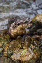 A wet nutria stands on a stone amidst a flowing stream in Khao Sok National Park, Surat Thani