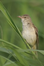 Great Reed Warbler (Acrocephalus arundinaceus), Thuringia, Germany