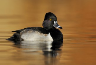 Ring-necked Duck Male (Aythya collaris) - Victoria BC, Canada