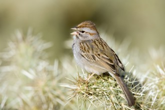 Rufous-winged Sparrow Peucaea carpalis Tucson, Pima County, ARIZONA, United States 24 March Adult