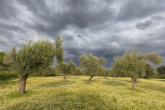 Landscape, Greece, thunderstorm, thunderstorm atmosphere, olive tree, olive grove. Olive, flower