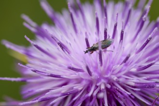 A close up view of a purple silybum marianum flower with a insect resting on its vivid petals. The