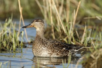 Eurasian Teal (Anas crecca) female, Lower Saxony, Germany