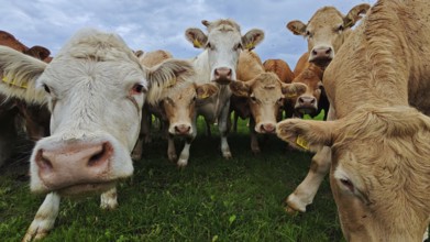 Cows (bos taurus) looking curiously into the camera on a green meadow, Franconian Forest nature