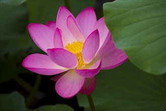 Lotus