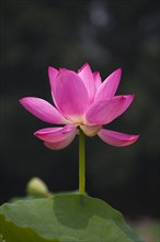 Lotus