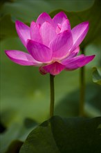 Lotus