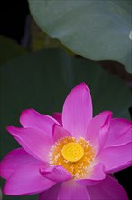 Lotus