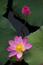 Lotus