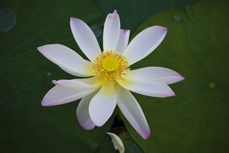 Lotus