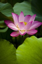 Lotus