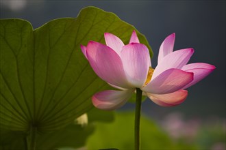 Lotus