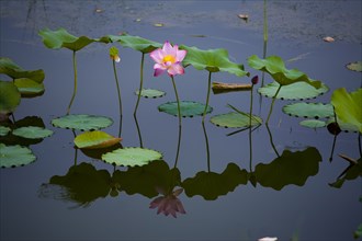 Lotus