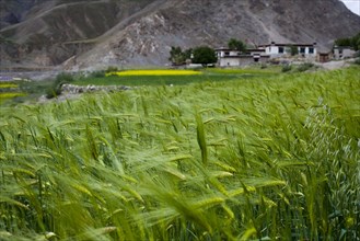 Meadow along the way to Shigatse,Tibet