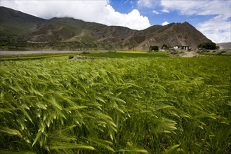 Meadow along the way to Shigatse,Tibet