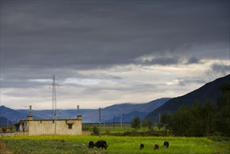 Mountains and Grass along the way from Lahsa to Linzhi