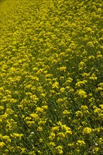 Rape Flower,Qinghai Province