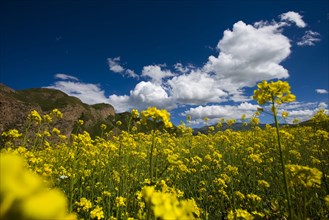 Rape Flower,Qinghai Province