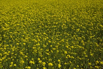 Rape Flower,Qinghai Province