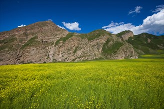 Rape Flower,Qinghai Province