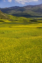 Rape Flower,Qinghai Province