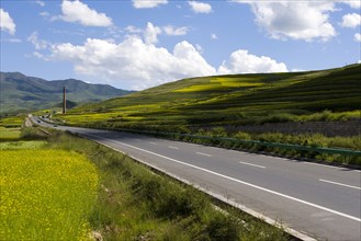 Rape Flower,Qinghai Province