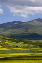 Rape Flower,Qinghai Province