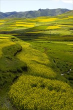 Rape Flower,Qinghai Province