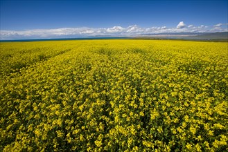 Rape Flower,Qinghai Province