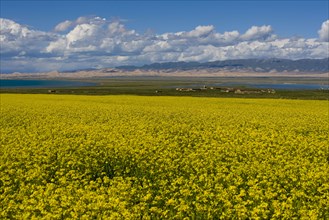 Rape Flower,Qinghai Province