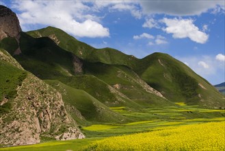 Rape Flower,Qinghai Province