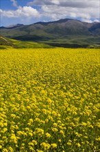 Rape Flower,Qinghai Province