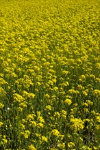 Rape Flower,Qinghai Province