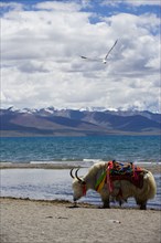 Nam Co Lake,Tibet