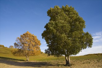 View of Bashang high plain,Neimenggu