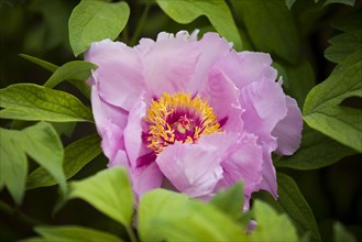 Beijing Botanical Garden