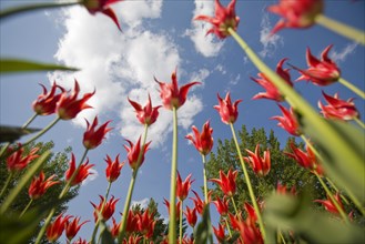 Beijing Botanical Garden