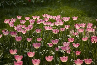 Beijing Botanical Garden