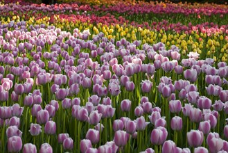 Beijing Botanical Garden