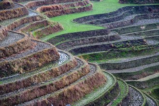 Longji Terraces,Guangxi