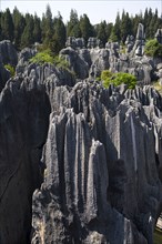 Yunnan,Stone Forest