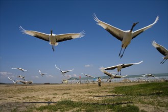 Heilongjiang,zhalong Natural Reserve,